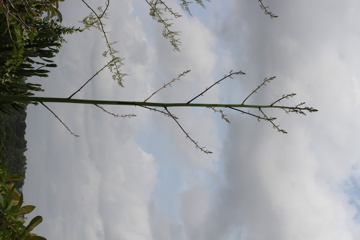 Furcraea foetida (L.) Haw.